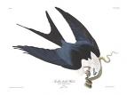 Swallow-tailed Kite